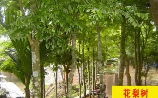 紅花梨下腳料千萬別再丟了，都是寶啊